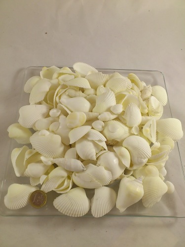 Coquilles mix  blanc 2-5 cm 1 kg.